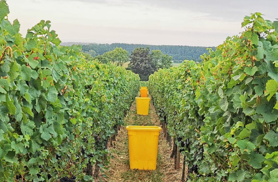 vignes-cremants-vendanges-wolfberger vignes-cremants-vendanges-wolfberger