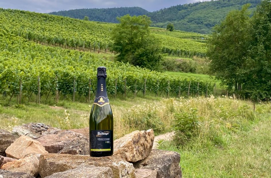 vignes-cremants-alsace-wolfberger vignes-cremants-alsace-wolfberger
