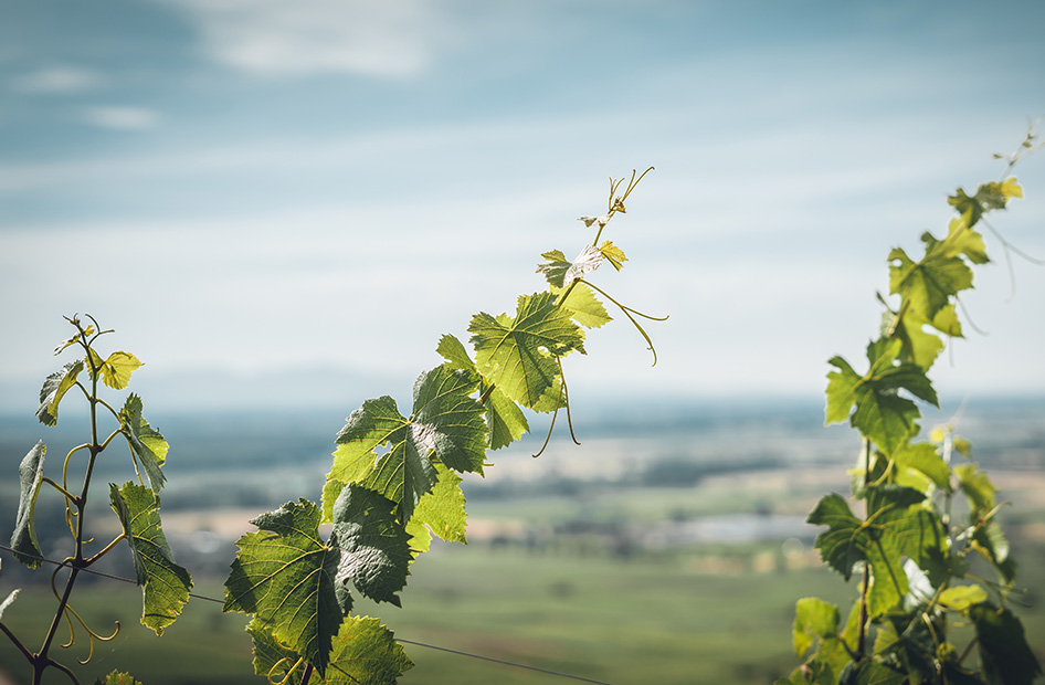 auxerrois-wolfberger-feuilles-vigne auxerrois-wolfberger-feuilles-vigne