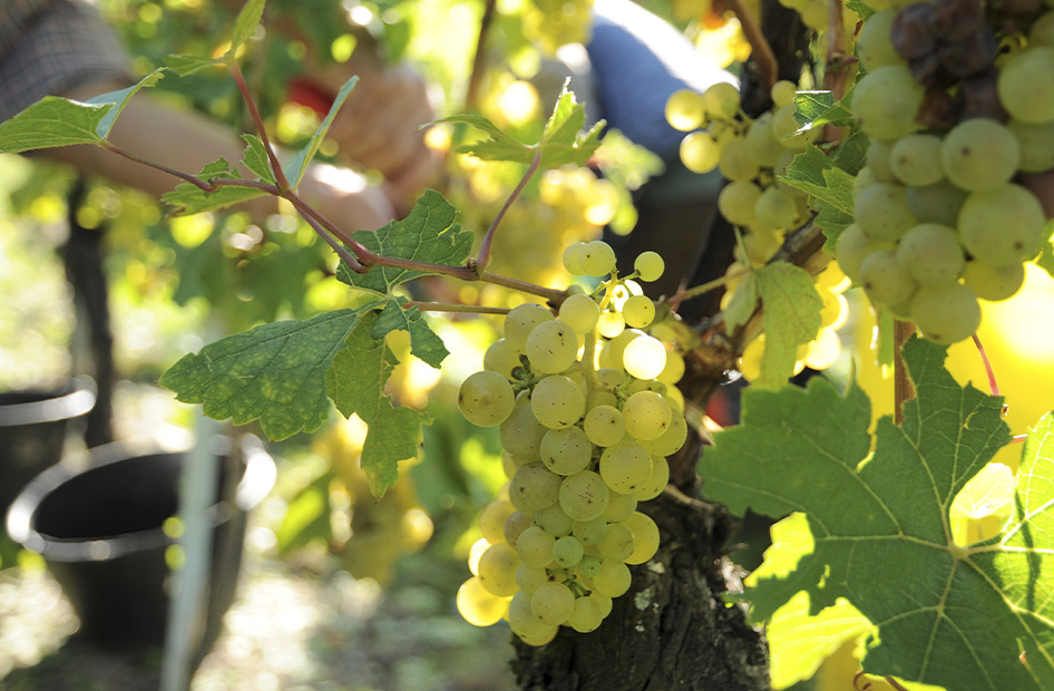cepages-alsace-wolfberger-cepage-blanc cepages-alsace-wolfberger-cepage-blanc