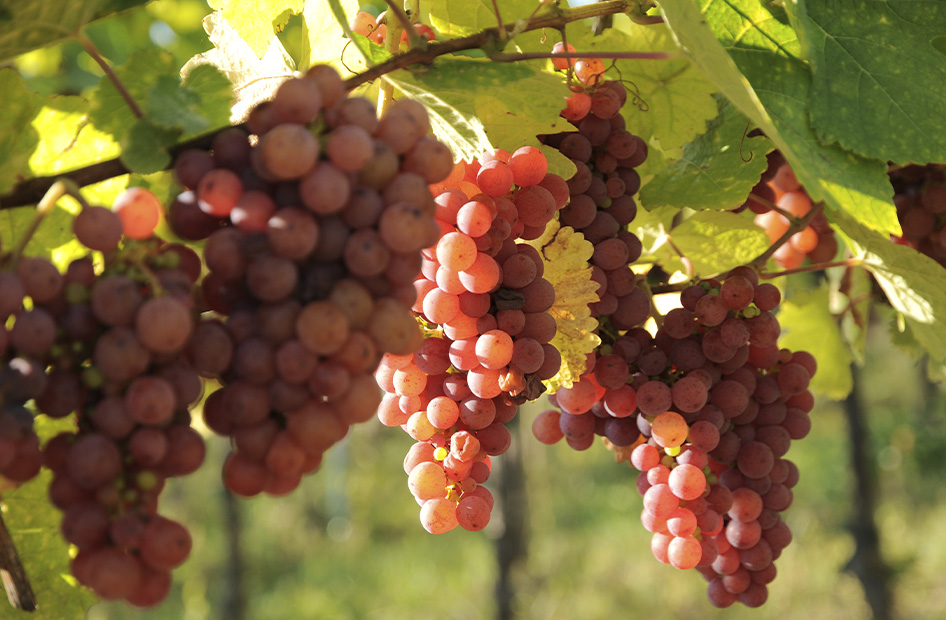 cepages-alsace-wolfberger-gewurztraminer cepages-alsace-wolfberger-gewurztraminer