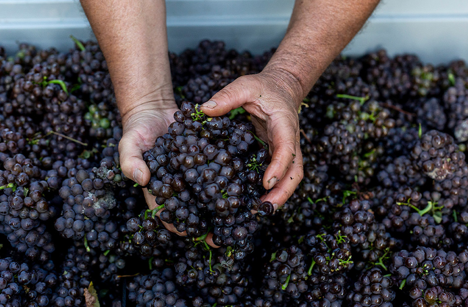 cepages-alsace-wolfberger-pinot-noir cepages-alsace-wolfberger-pinot-noir