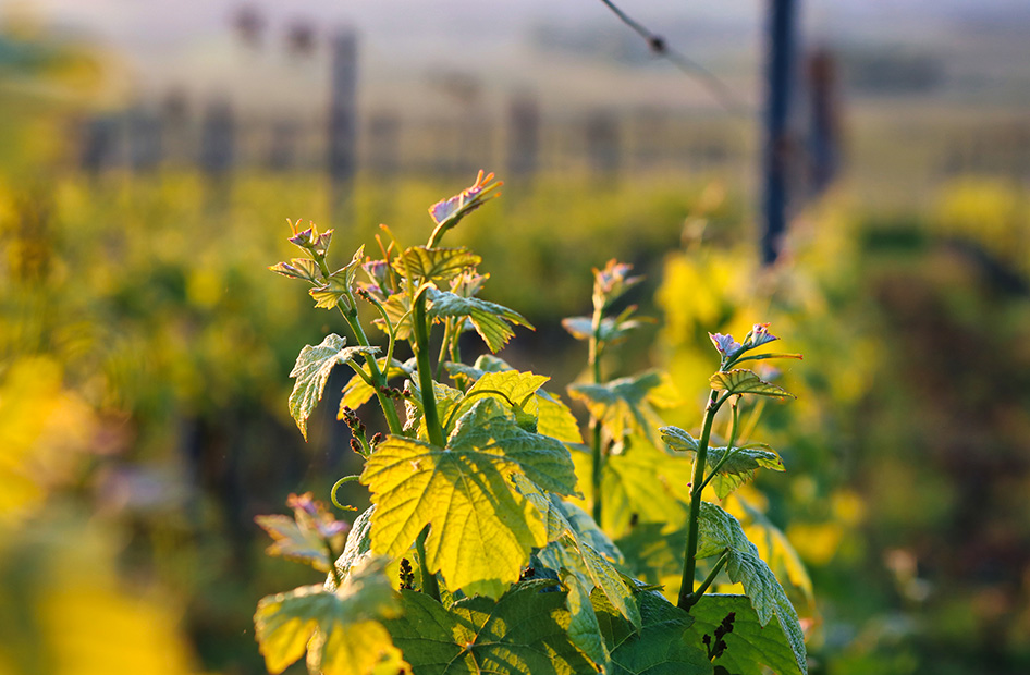 chasselas-wolfberger-feuilles chasselas-wolfberger-feuilles