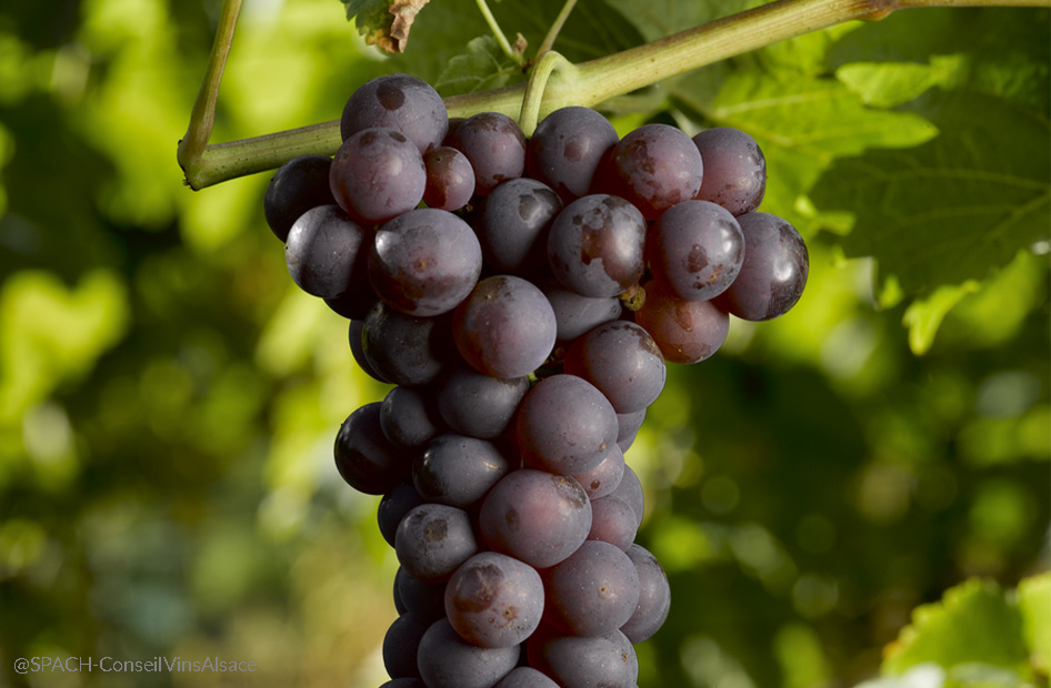 chasselas-wolfberger-grappes chasselas-wolfberger-grappes