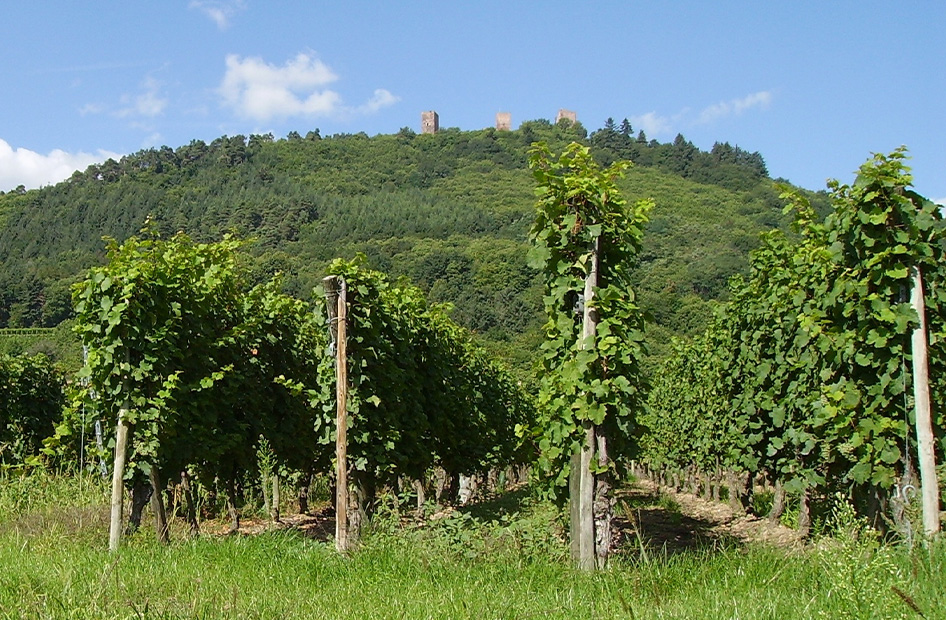 chasselas-wolfberger-vignoble chasselas-wolfberger-vignoble