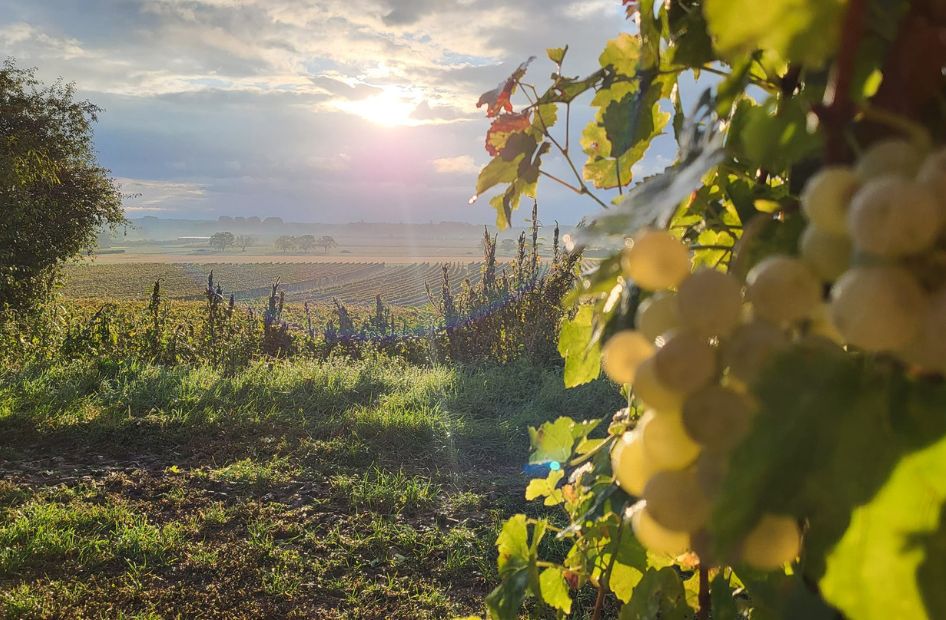 cremant-biologique-wolfberger-vendanges-professionnel cremant-biologique-wolfberger-vendanges-professionnel
