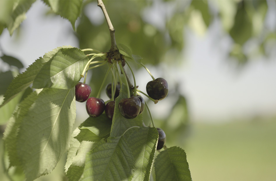 eaux-de-vie-wolfberger-cerises eaux-de-vie-wolfberger-cerises