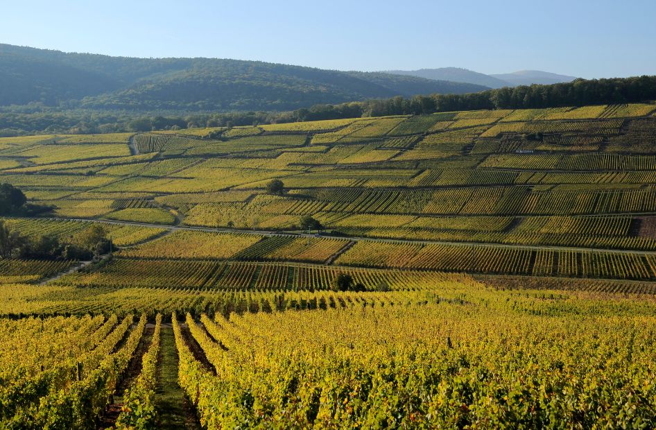 edelzwicker-assemblage-vin-blanc-alsace-wolfberger edelzwicker-assemblage-vin-blanc-alsace-wolfberger