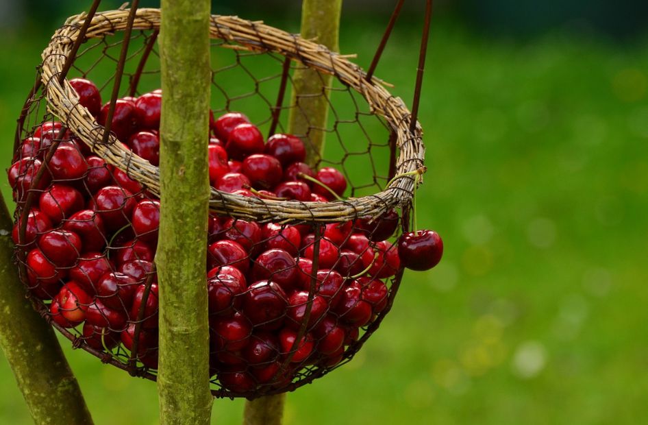 fruits-a-l-eau-de-vie-wolfberger-gastronomie-professionnel-cerise fruits-a-l-eau-de-vie-wolfberger-gastronomie-professionnel-cerise