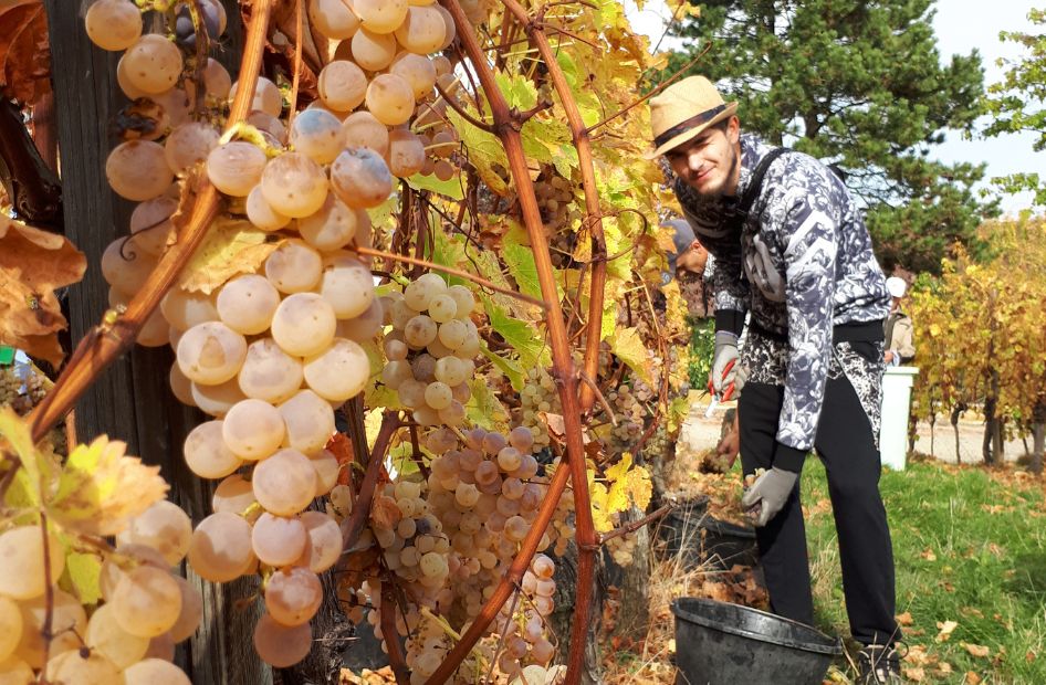 gamme-vendanges-tardives-wolfberger-site-professionnels gamme-vendanges-tardives-wolfberger-site-professionnels