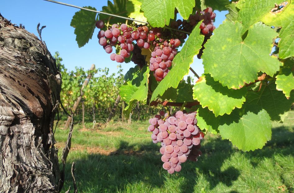 gewurztraminer-aop-alsace-vin-wolfberger gewurztraminer-aop-alsace-vin-wolfberger