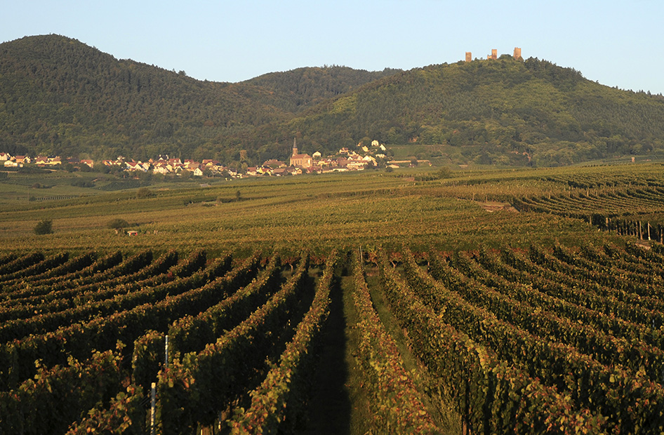 grand-cru-eichberg-wolfberger-vignoble grand-cru-eichberg-wolfberger-vignoble