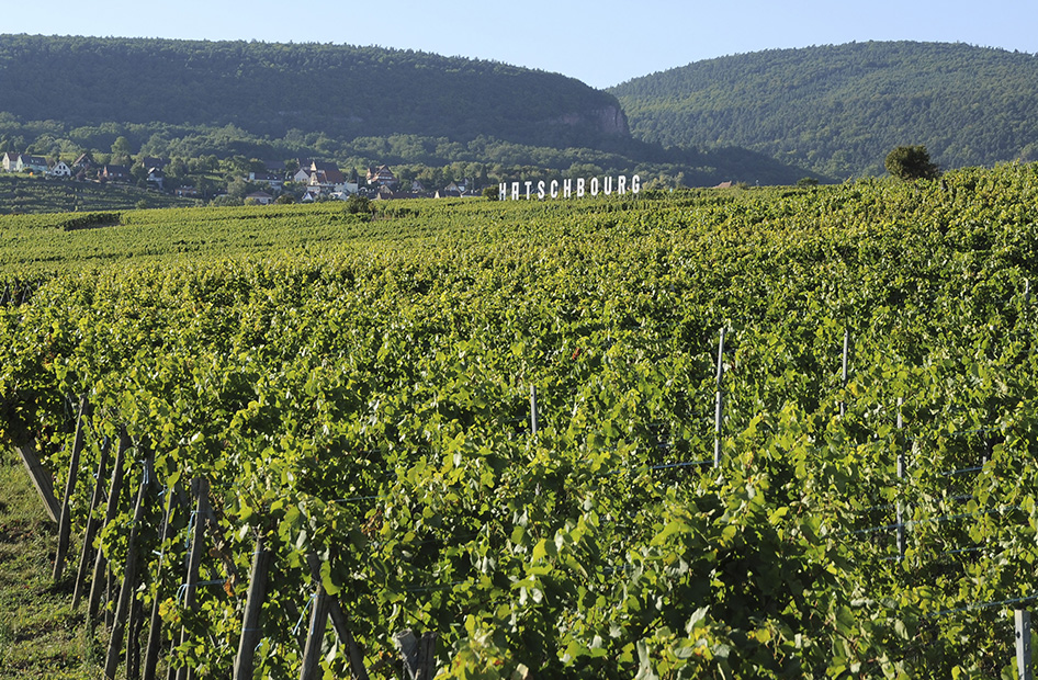 grand-cru-hatschbourg-wolfberger-vignoble grand-cru-hatschbourg-wolfberger-vignoble