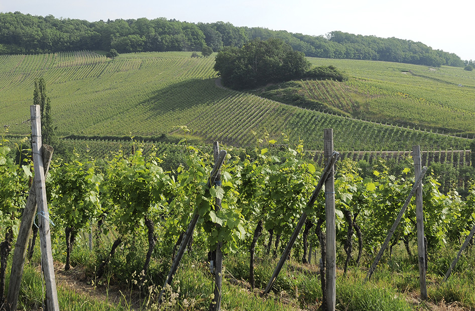 grand-cru-muenchberg-wolfberger-vignoble grand-cru-muenchberg-wolfberger-vignoble