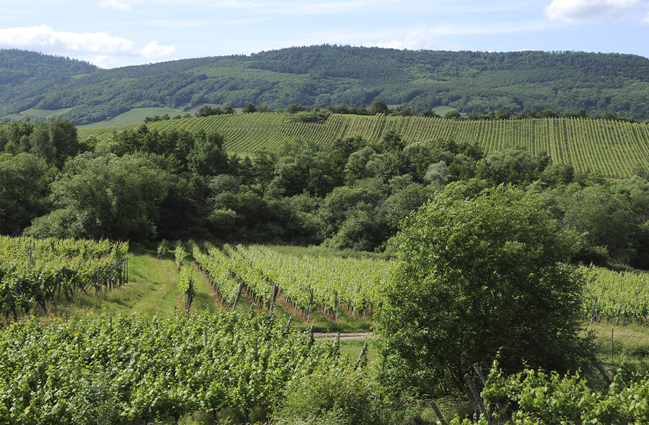 grand-cru-muenchberg-wolfberger-vignoble grand-cru-muenchberg-wolfberger-vignoble