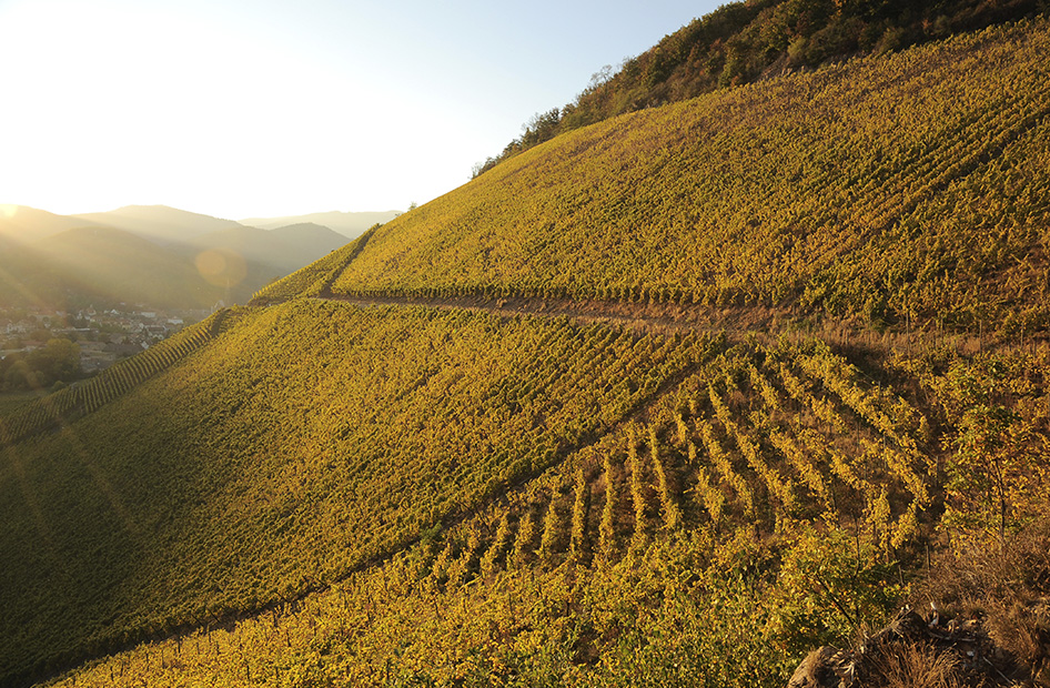grand-cru-rangen-wolfberger-vignoble grand-cru-rangen-wolfberger-vignoble