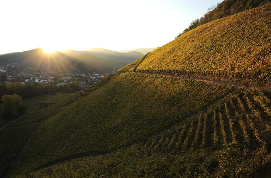 grand-cru-wolfberger-rangen grand-cru-wolfberger-rangen