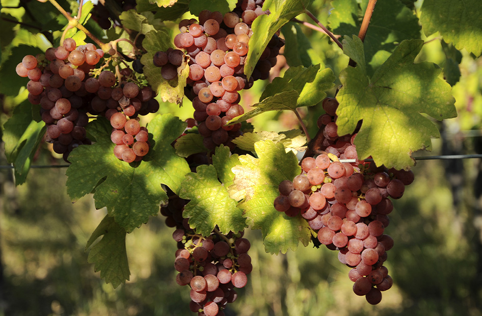 grande-reserve-wolfberger-gewurztraminer grande-reserve-wolfberger-gewurztraminer
