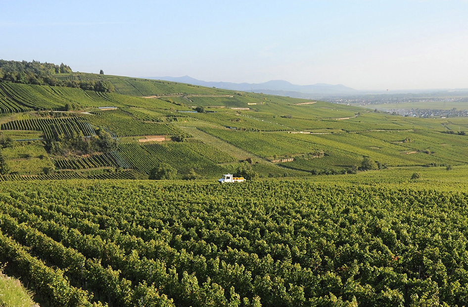 grande-reserve-wolfberger-vignoble grande-reserve-wolfberger-vignoble