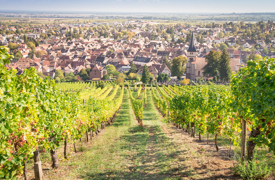 grands-crus-willm-vignoble grands-crus-willm-vignoble