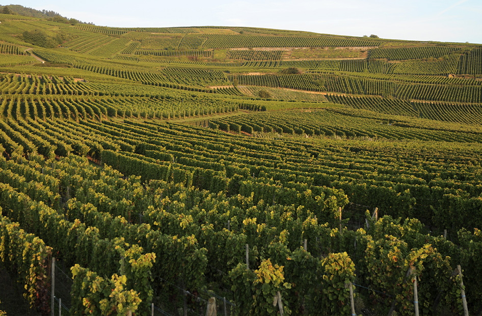 lart-dun-grand-wolfberger-vignoble lart-dun-grand-wolfberger-vignoble