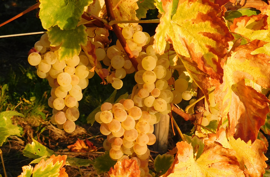 muscat-wolfberger-grappe muscat-wolfberger-grappe
