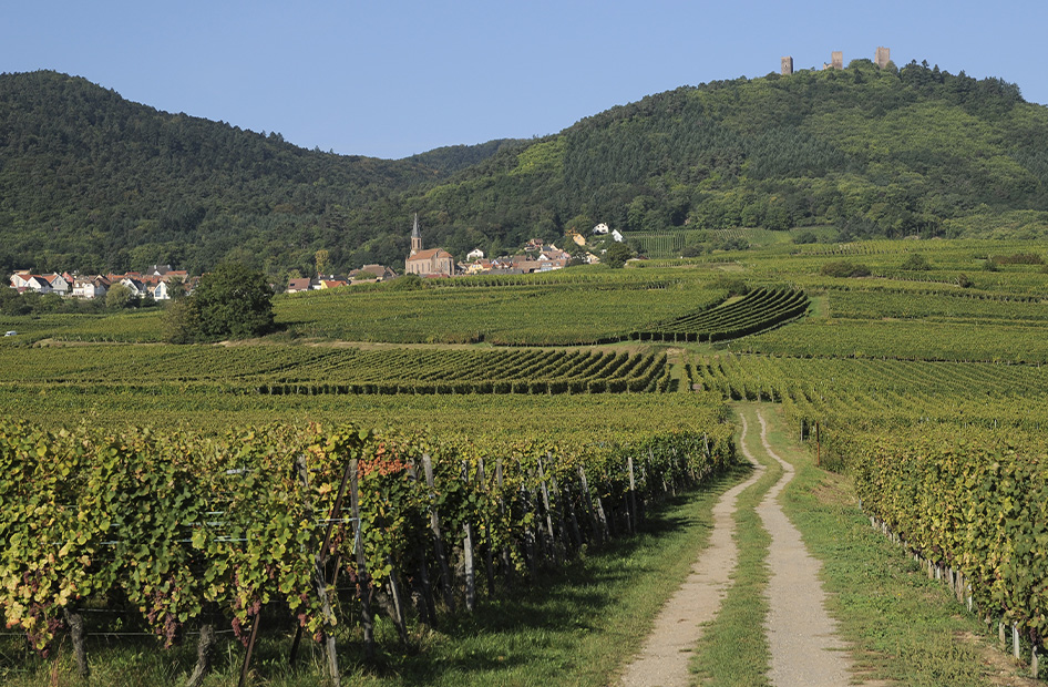 muscat-wolfberger-vignoble muscat-wolfberger-vignoble