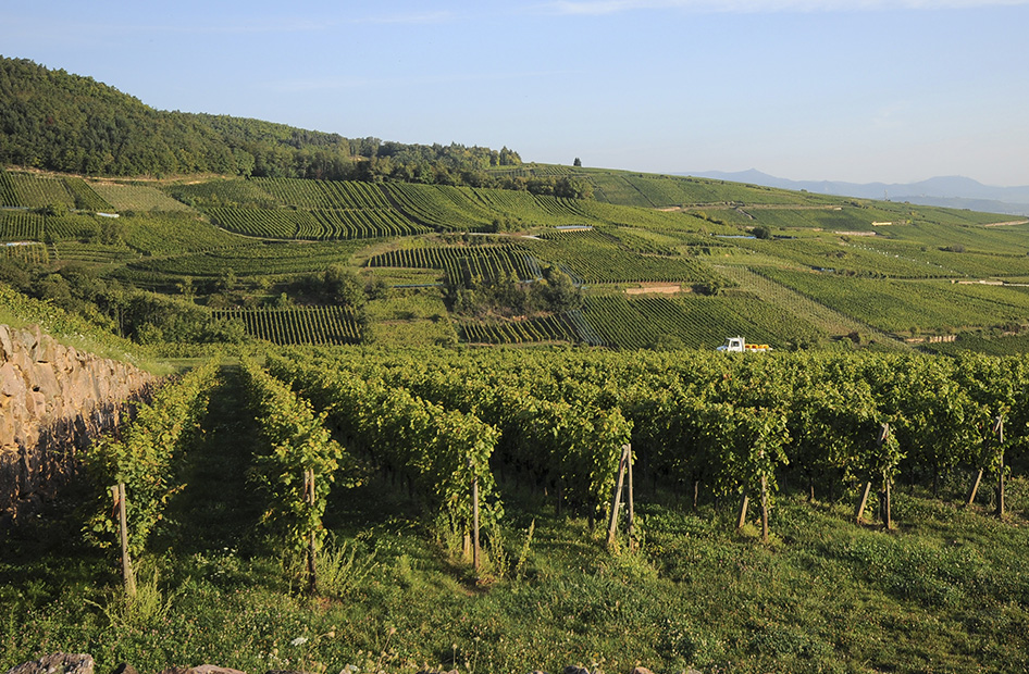 page-grand-cru-steingrubler-terroir-vignes page-grand-cru-steingrubler-terroir-vignes