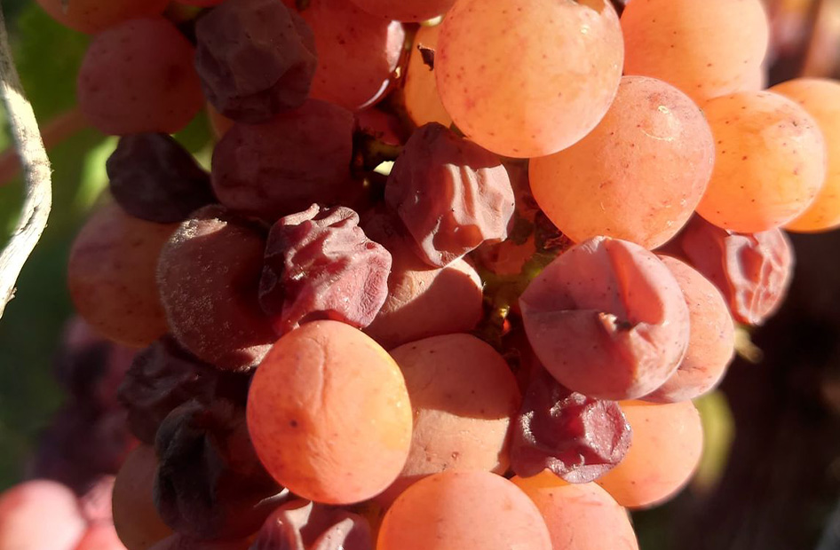 selection-de-grains-nobles-raisin selection-de-grains-nobles-raisin