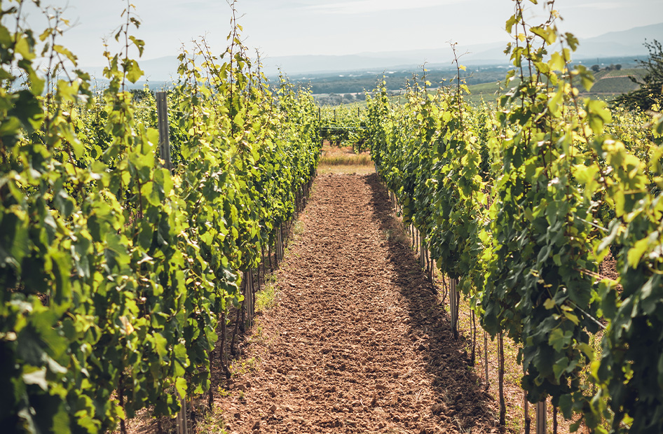 vins-caracterre-vignoble vins-caracterre-vignoble
