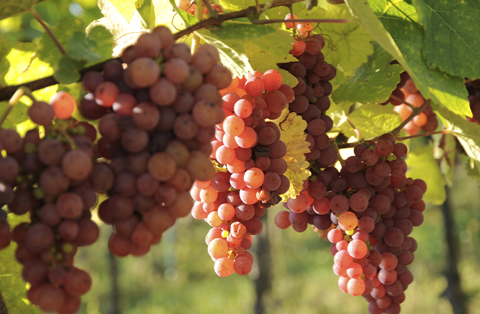 vins-grands-formats-grappe-gewurztraminer vins-grands-formats-grappe-gewurztraminer