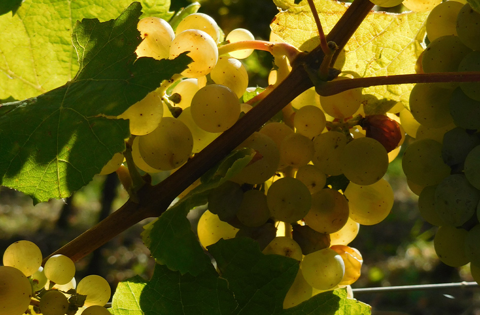 vins-les-friands-riesling vins-les-friands-riesling