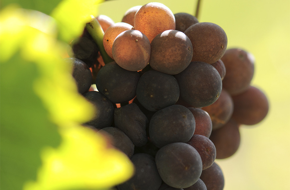 pinot-gris-wolfberger-grappe pinot-gris-wolfberger-grappe