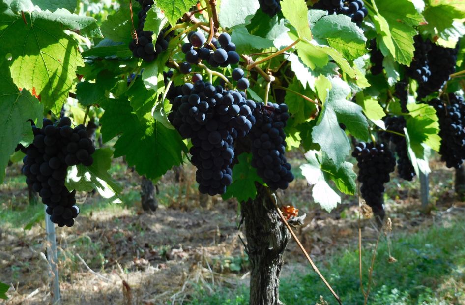 pinot-noir-aop-alsace-vin-rouge-wolfberger pinot-noir-aop-alsace-vin-rouge-wolfberger