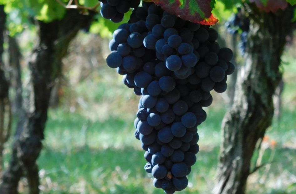 pinot-noir-aop-alsace-vin-rouge-wolfberger pinot-noir-aop-alsace-vin-rouge-wolfberger