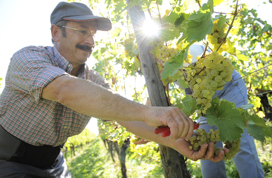 riesling-wolfberger-vendanges riesling-wolfberger-vendanges