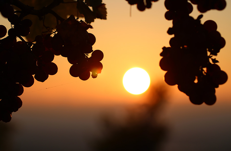 saisons-fauves-vignes-lever-soleil-wolfberger saisons-fauves-vignes-lever-soleil-wolfberger
