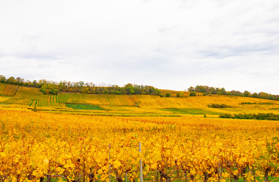 saisons-fauves-vignoble-wolfberger saisons-fauves-vignoble-wolfberger