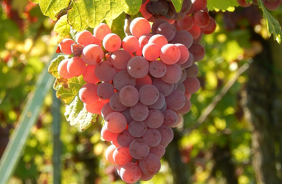 vendanges-tardives-jux-gewurztraminer vendanges-tardives-jux-gewurztraminer