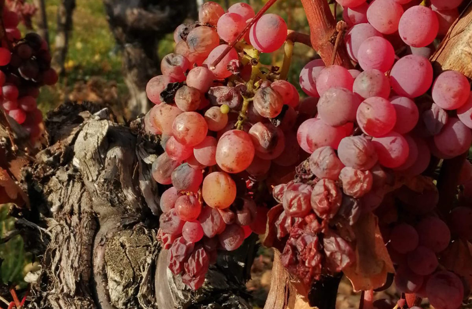 vendanges-tardives-jux-gewurztraminer-vt vendanges-tardives-jux-gewurztraminer-vt