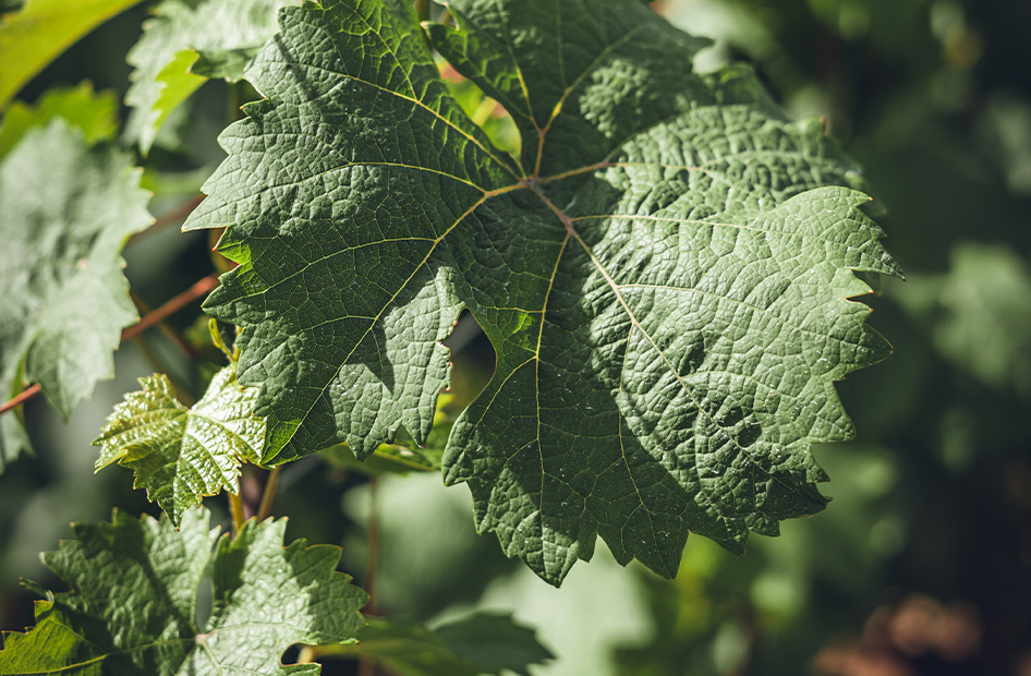 vieilles-vignes-wolfberger-feuille-vigne vieilles-vignes-wolfberger-feuille-vigne