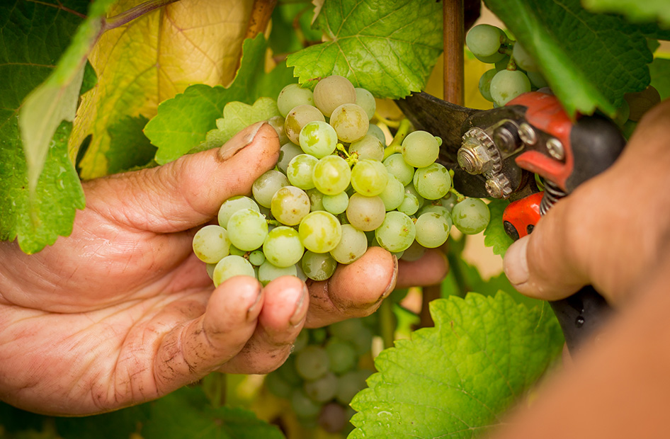 vins-bio-willm-grappe vins-bio-willm-grappe
