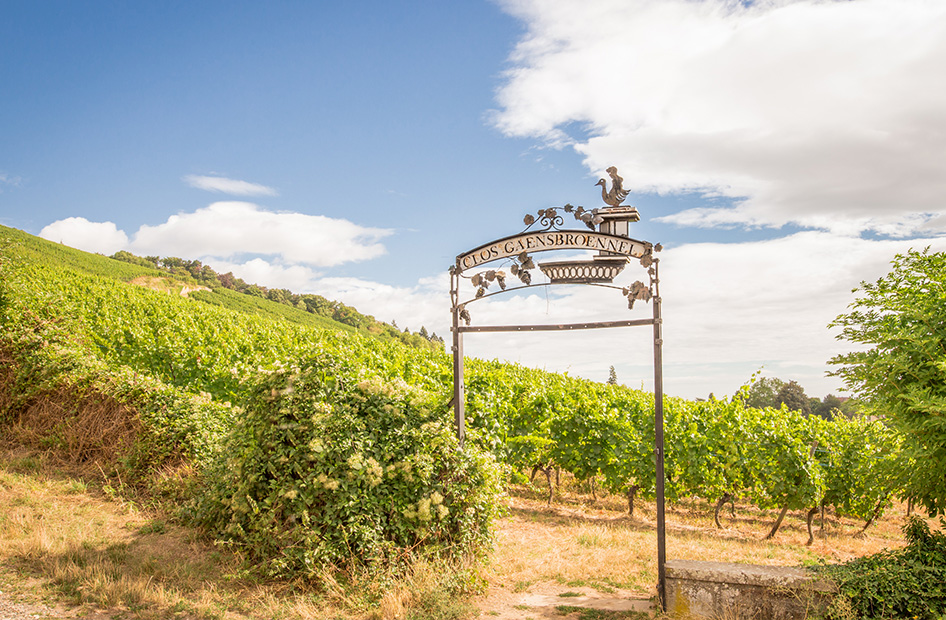 vins-clos-gaensbroennel-vignoble vins-clos-gaensbroennel-vignoble
