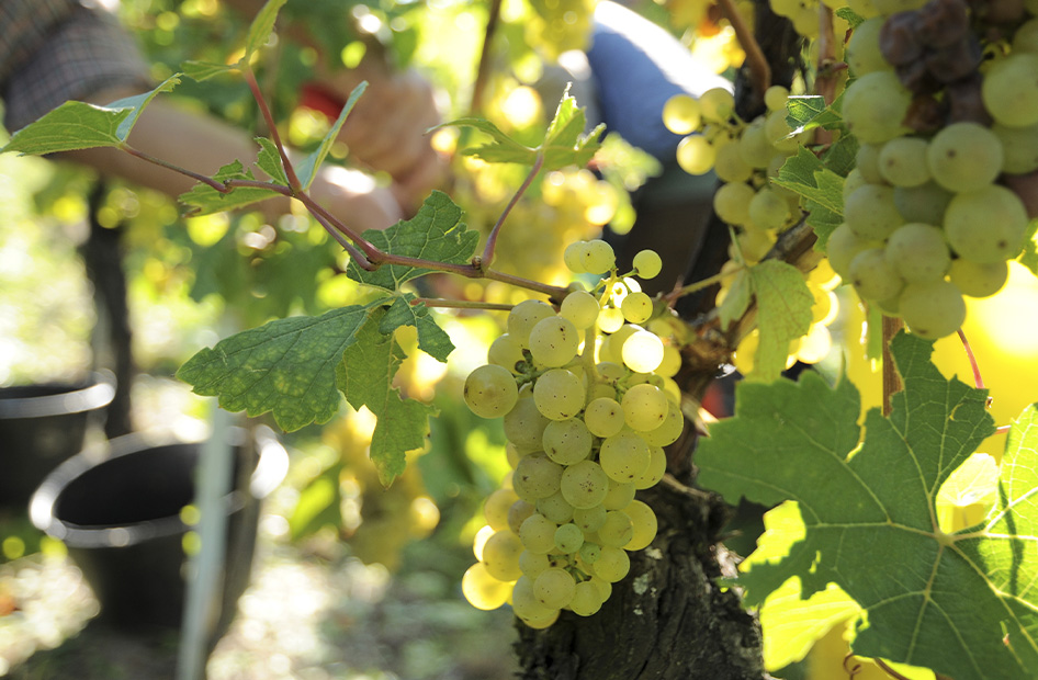 vins-cremants-bio-raisin vins-cremants-bio-raisin