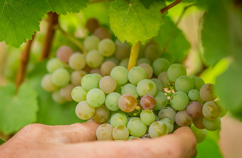 vins-cremants-bio-willm-raisin vins-cremants-bio-willm-raisin