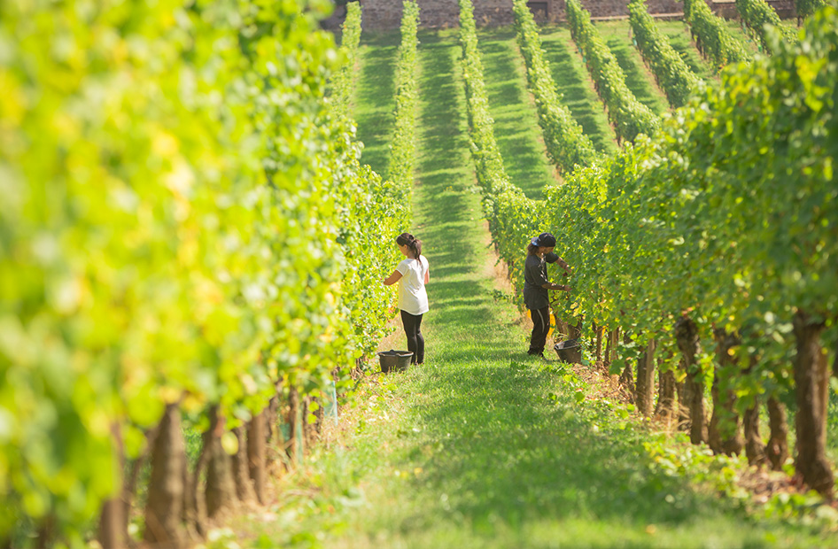 vins-cremants-bio-willm-vignes vins-cremants-bio-willm-vignes