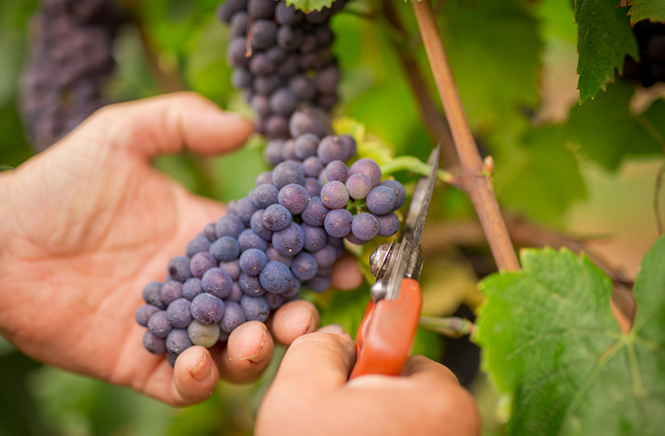 vins-gamme-litre-willm-raisin vins-gamme-litre-willm-raisin