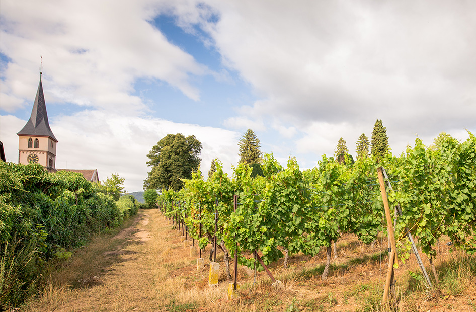 vins-gamme-litre-willm-vignoble vins-gamme-litre-willm-vignoble
